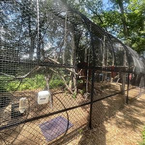 White-cheeked Gibbon Exhibit