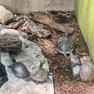 Various Pond Turtles and small Tortoise