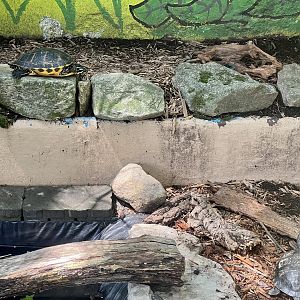 Various Pond Turtles