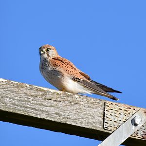 Nankeen Kestrel