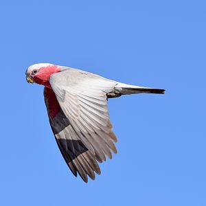 Galah