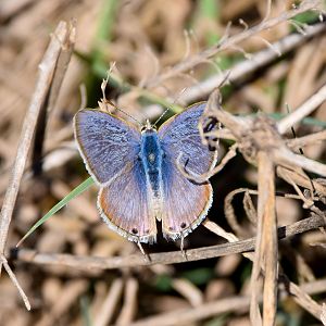 Long-tailed Pea-Blue