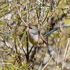 Purple-backed Fairywren