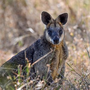 Swamp Wallaby