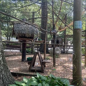 Ring-tailed Lemur Exhibit