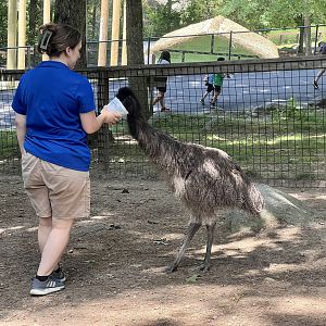 Emu feeding