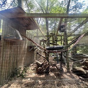 South American Coati Exhibit
