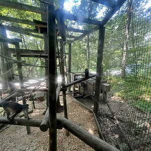 Wolf’s Guenon Exhibit