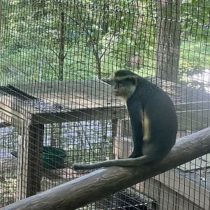 Wolf’s Guenon aka Wolf’s Mona Monkey