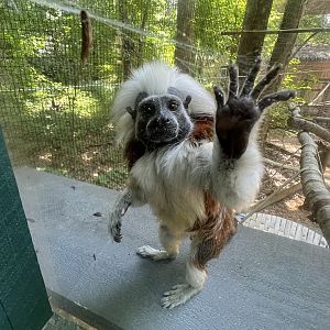 Cotton-top Tamarin