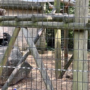 Da Brazza’s Monkey Exhibit