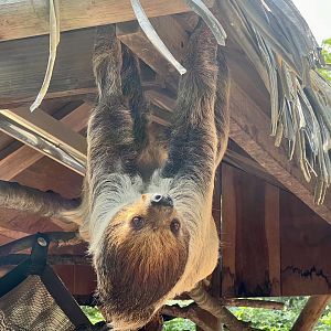 Two-toed Sloth