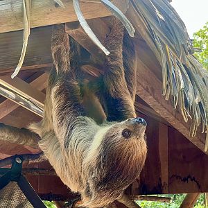 Two-toed Sloth