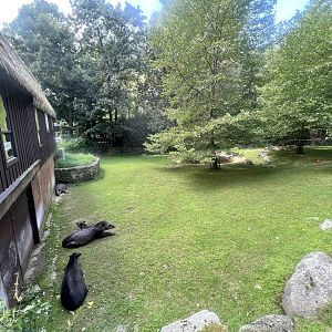 Lowland Tapirs