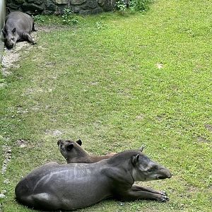 Lowland Tapirs