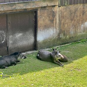 Lowland Tapirs