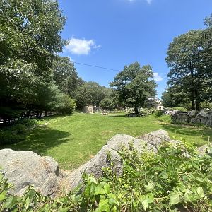Bactrian Camel Exhibit