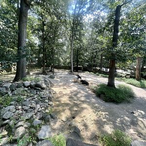 Domestic Yak Exhibit