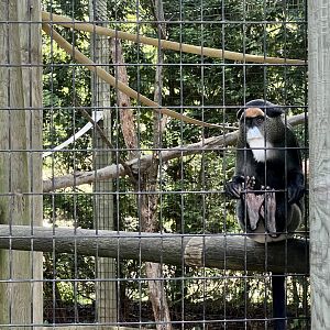 Da Brazza’s Monkey