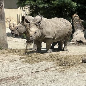 White Rhinoceros
