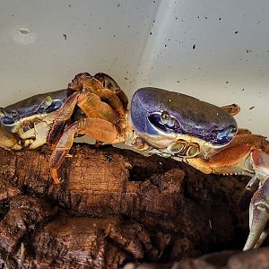 Patriot crabs (Cardisoma armatum)