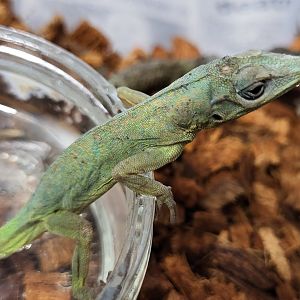 Anolis ID