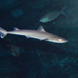 Japanese shortnose spurdog (Squalus brevirostris)