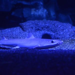 Japanese shortnose spurdog (Squalus brevirostris)