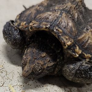 Common snapping turtle