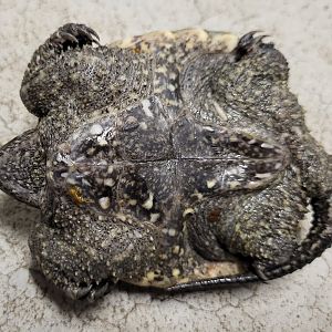 Common snapping turtle - belly-side