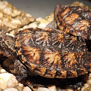 Common snapping turtle