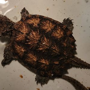 Common snapping turtle
