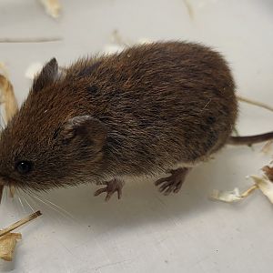 Bank vole