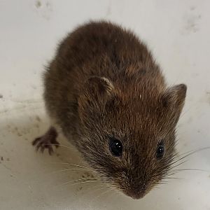 Bank vole