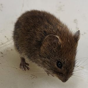 Bank vole