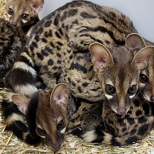 Genets - one or two species ?