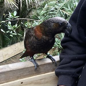Kaka (Nestor meridionalis)