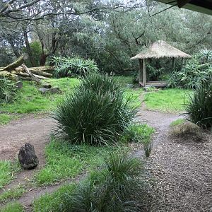 Cheetah Exhibit
