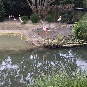 Greater Flamingo Exhibit (Renovated)