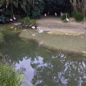 Greater Flamingo Exhibit (Renovated)
