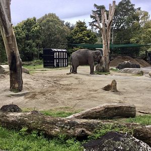 Asian Elephant Exhibit