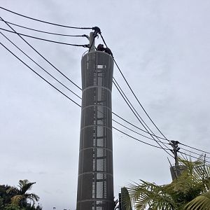 Orangutans on top of Tower