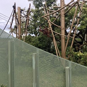 Melur and Infant (Bornean Orangutans)