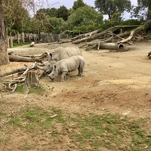 Southern white rhinoceros (Ceratotherium simum simum)