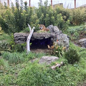 Zayana - Pregnant Sumatran Tigress