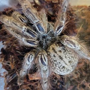 Heteroscoda maculata