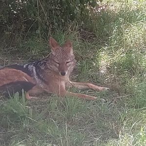 Black-backed Jackal 19/8/23