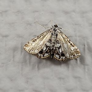 Brown china mark - Elophila nymphaeata