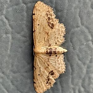 Single-dotted wave - Idaea dimidata
