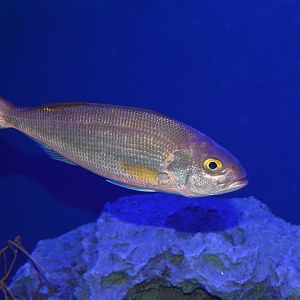 Crimson jobfish (Pristipomoides filamentosus)